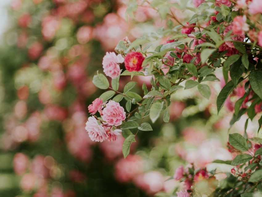 flowers, rose, bush, bloom, plant