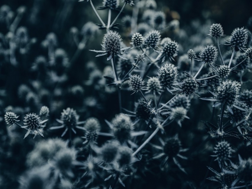 flowers, spines, macro, gray