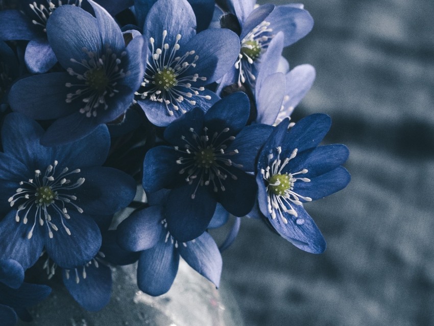 flowers, spring, bouquet, macro