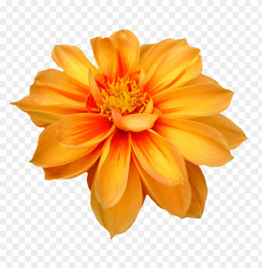 flower, orange flower, blooming flower, nature beauty, vibrant petals, garden blossom, floral decor