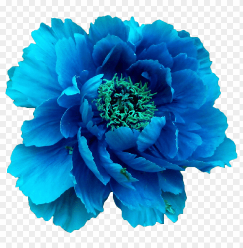 blue flower, vibrant petals, botanical beauty, ornamental flower, nature art, floral design, vivid colors