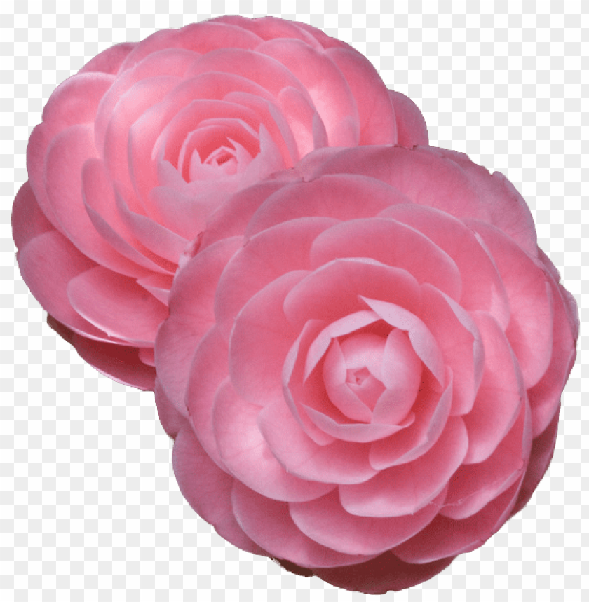 flower, pink rose, decorative flower, floral arrangement, camellia, garden plant, flowering plant