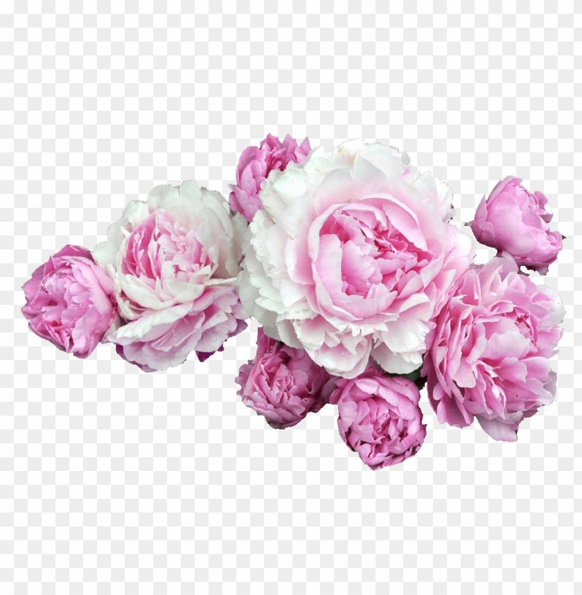 peonies, pink flowers, floral arrangements, garden bloom, spring blossoms, decorative flowers, nature's beauty