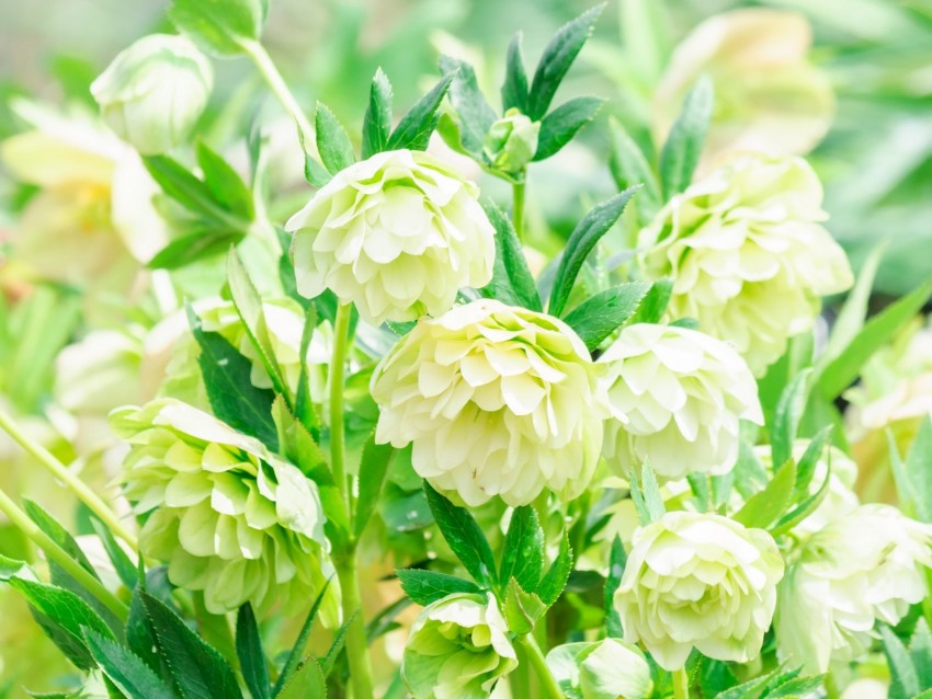 Flowers White Green Bloom Plants Background