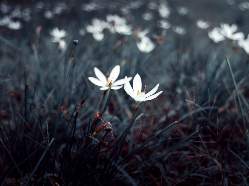 flowers, white, plants, bloom, grass