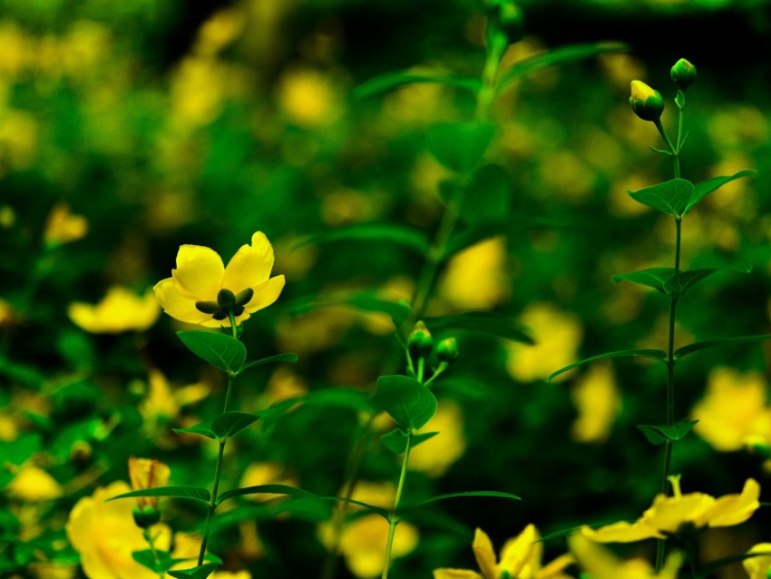 Flowers Yellow Bloom Plants Background