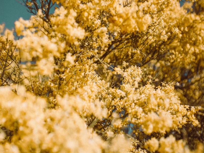 Flowers Yellow Branch Blur Background