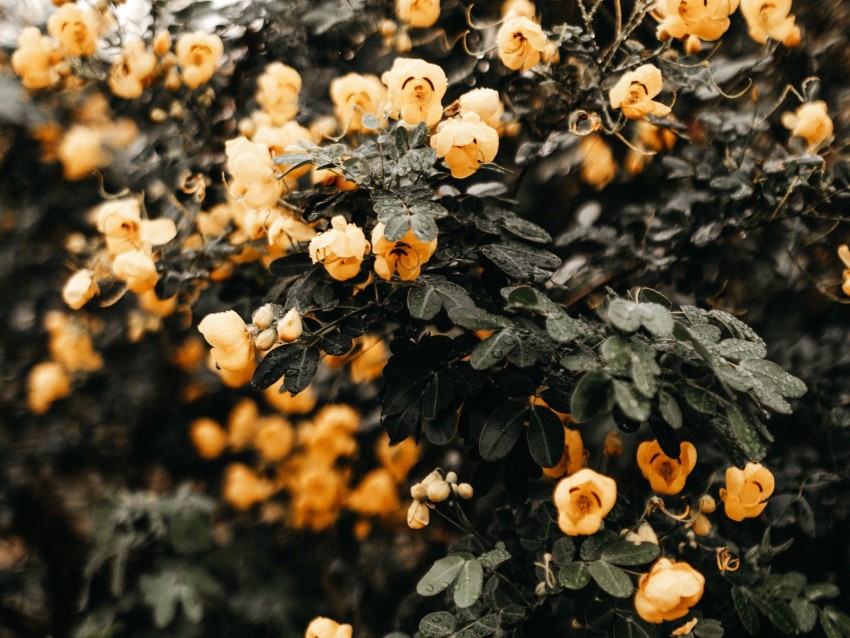 flowers, yellow, bush, wet, plant