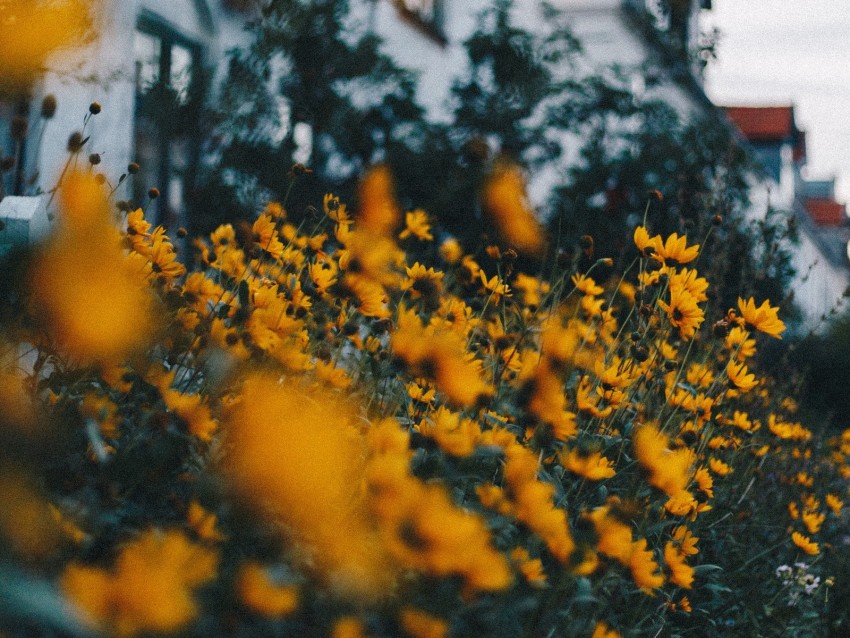 flowers, yellow, flowerbed, plants, decorative