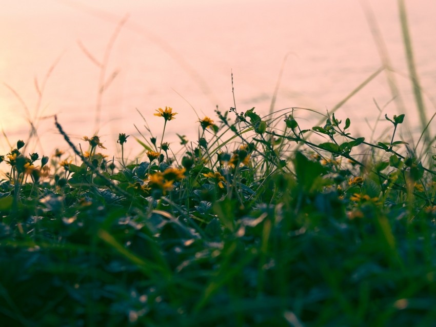 Flowers Yellow Grass Plant Greens Background