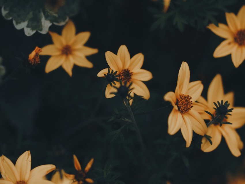 flowers, yellow, leaves, blooms, plant, dark green