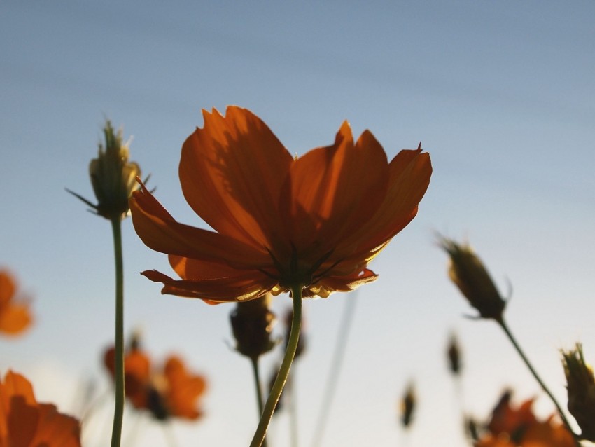 flowers, yellow, wild, plant, blooms, summer