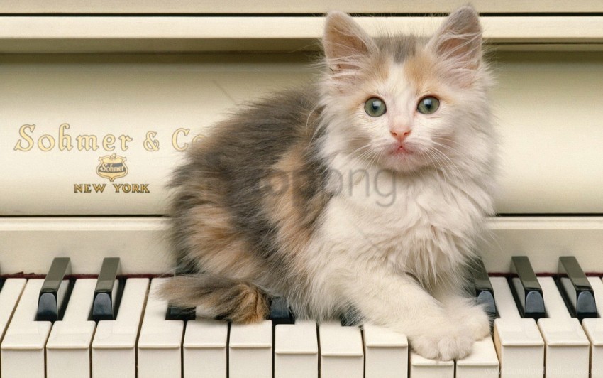 Fluffy Kitten Piano Sit Wallpaper PNG Transparent Background