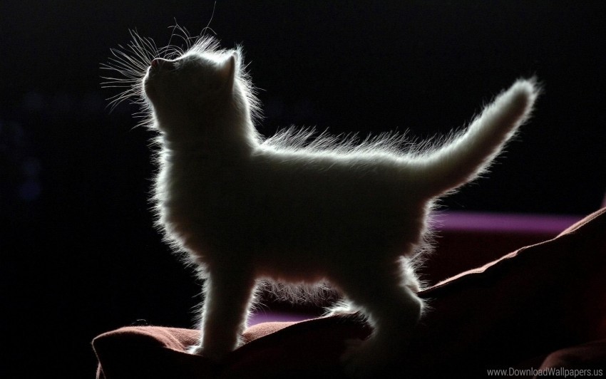 kitten, silhouette, feline, pet, cat fur, dark background, playful