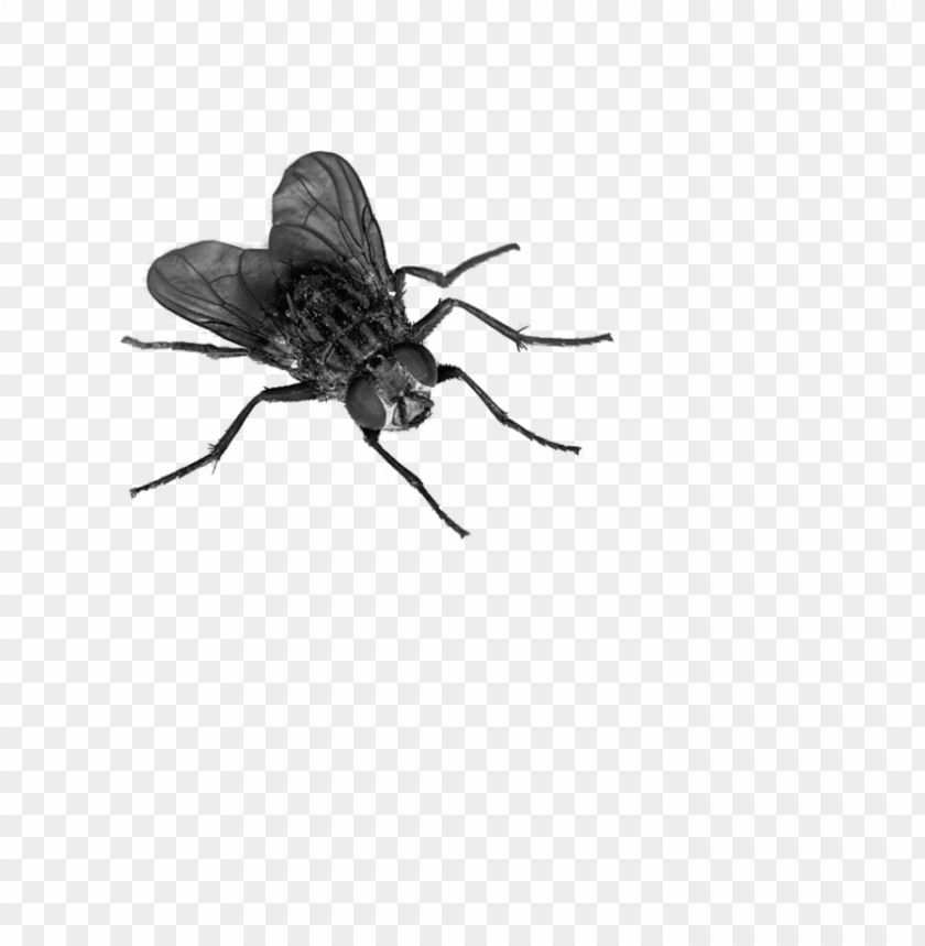 Fly PNG Transparent Background