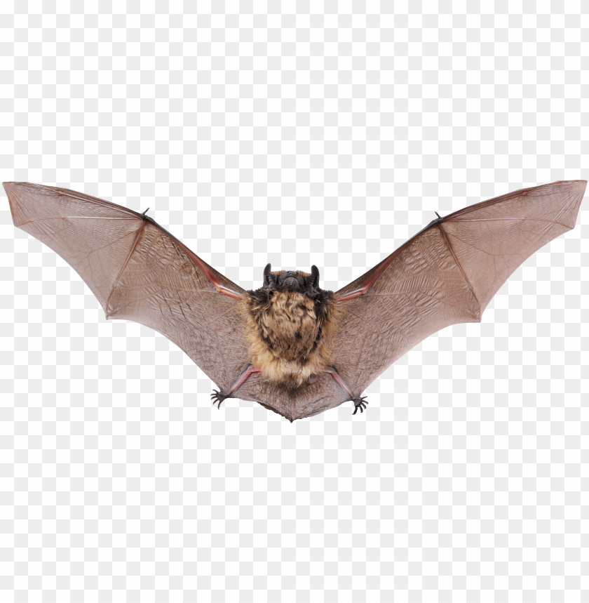 
bat
, 
flying
, 
night
, 
blind animal
