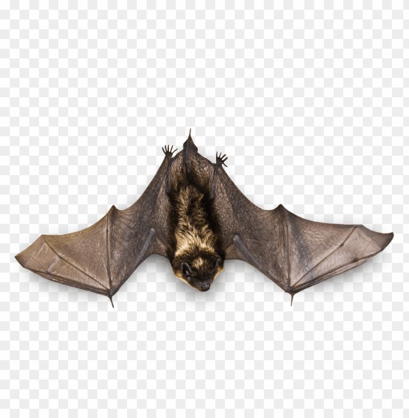 
bat
, 
flying
