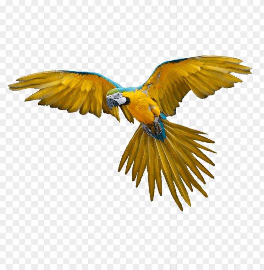 phoenix bird, twitter bird logo, big bird, bird wings, flappy bird pipe, bird