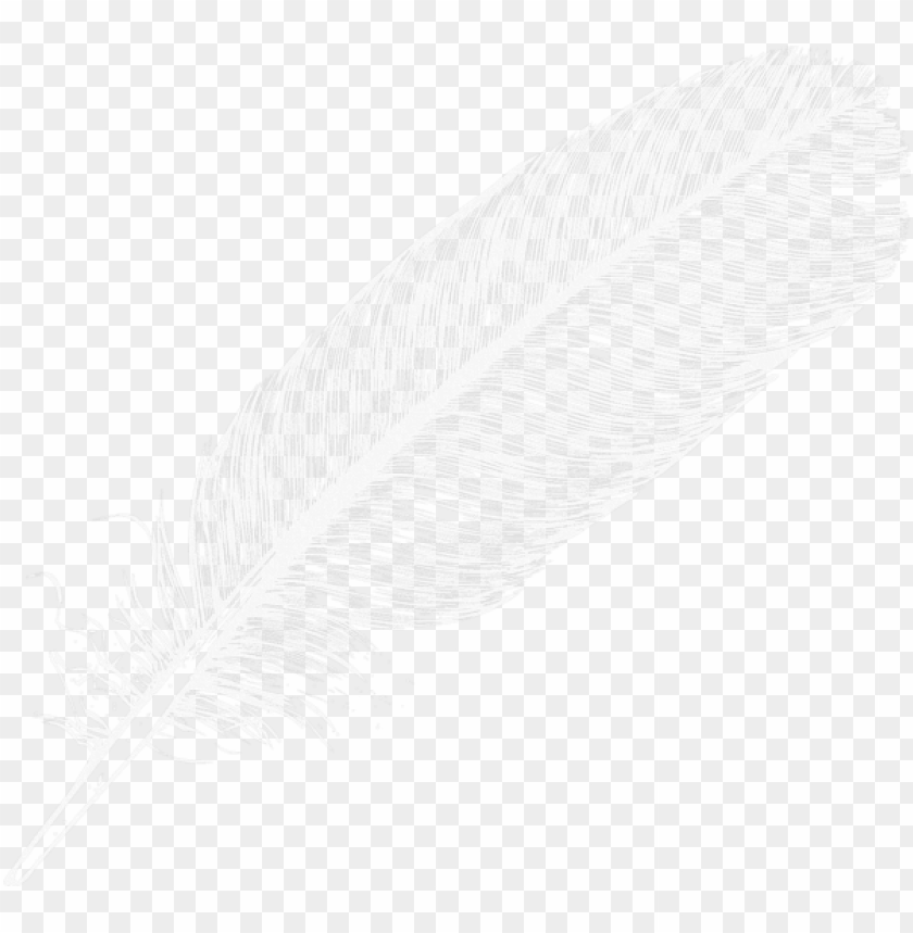 fly, isolated, feathers, pharmacy, symbol, medical, arrow