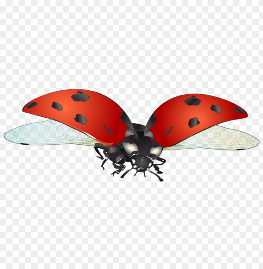 spring png, ladybug png