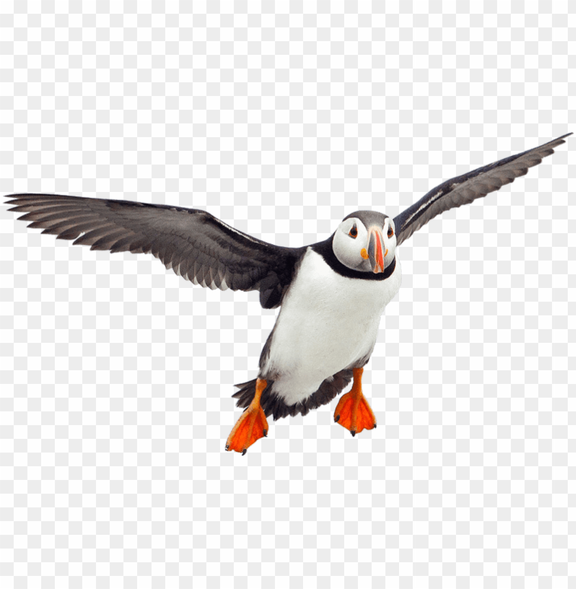 animals, puffins, flying puffin, 