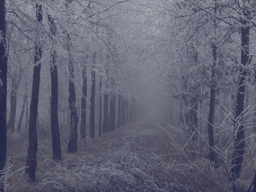 fog, forest, frost, branches, trees, grass