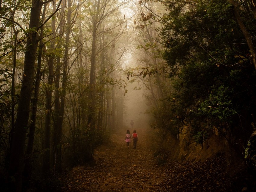 fog, forest, path, children, walk