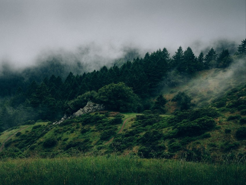 Fog Forest Trees Grass Green Background