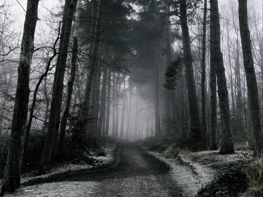 fog, forest, trees, winter, snow, branches, dark