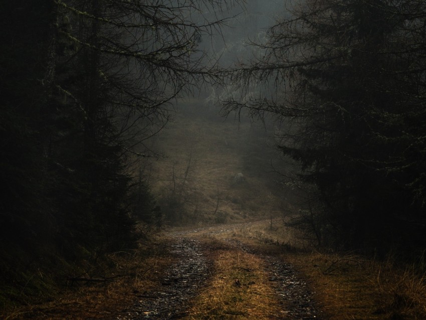 Fog Path Branches Forest Trees Autumn Gloomy Background