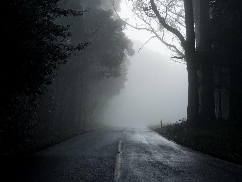 Fog Road Trees Asphalt Emptiness Background