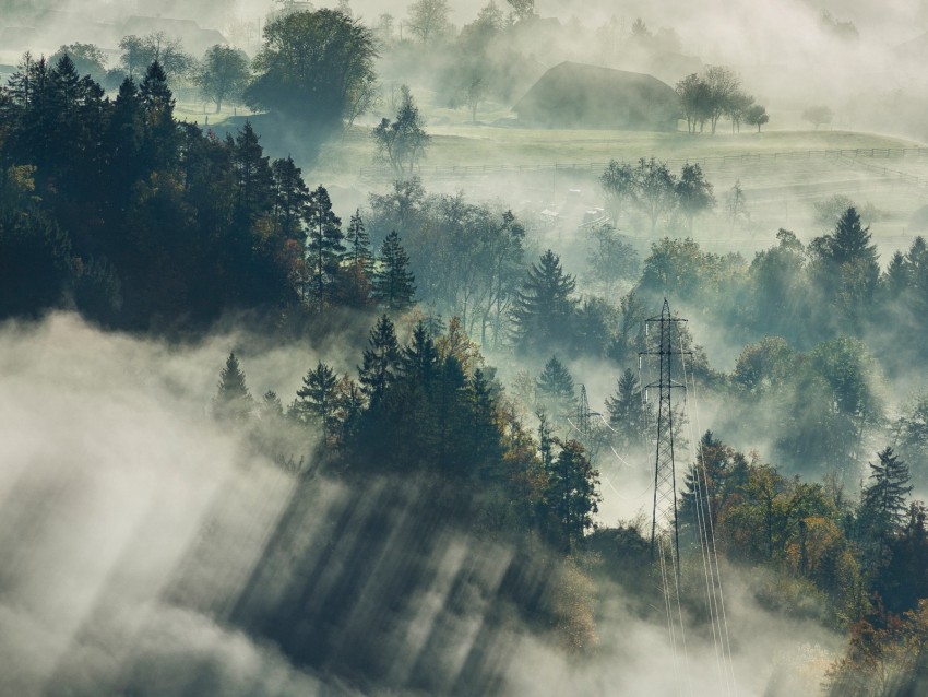 fog, trees, top view, forest, bled, slovenia