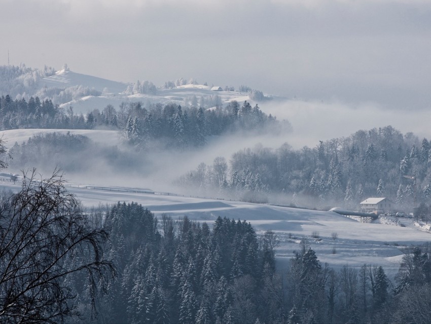 Fog Winter Trees Fir Snow Switzerland Background