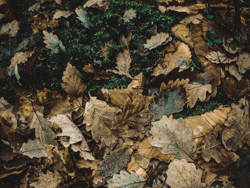 foliage, autumn, fallen, oak