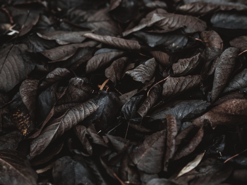 foliage, autumn, wet, dark