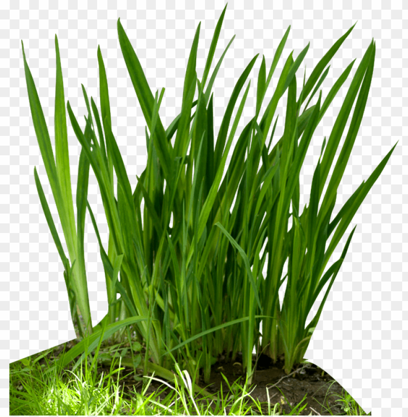 green grass, grass hill, ornamental grass, grass vector, grass border, minecraft grass block