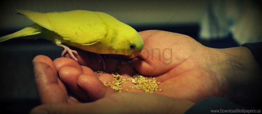 bird, pet, parakeet, seeds, feeding, hand, nature