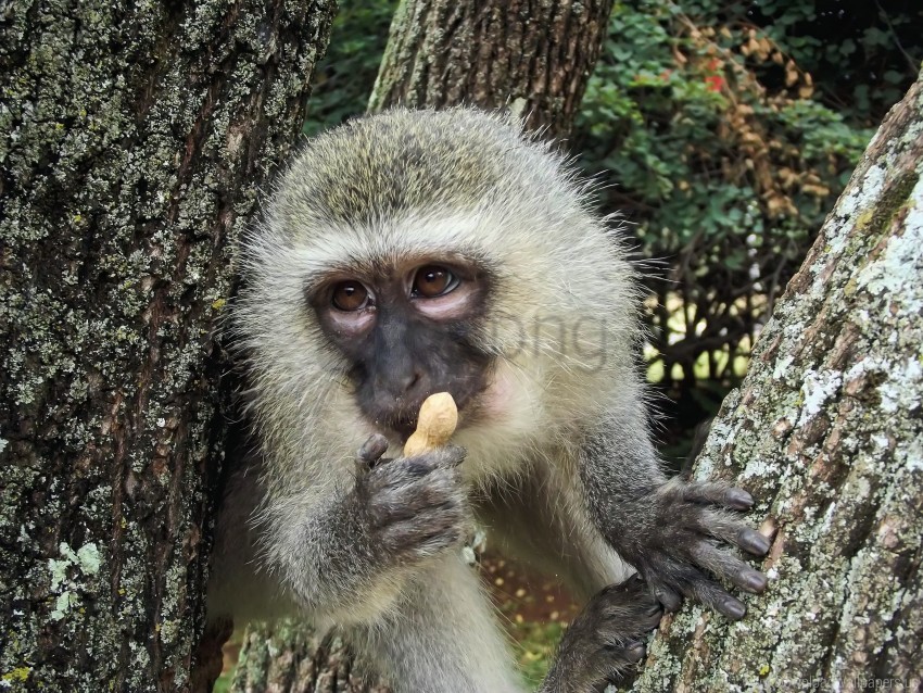 Food Monkey Nut Spotted Monkey Wallpaper PNG Transparent Background