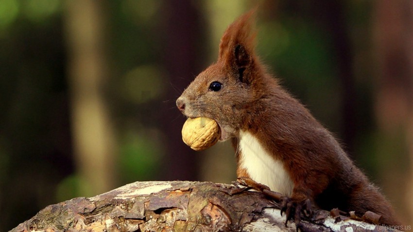 Food Nut Squirrel Wallpaper PNG Transparent Background