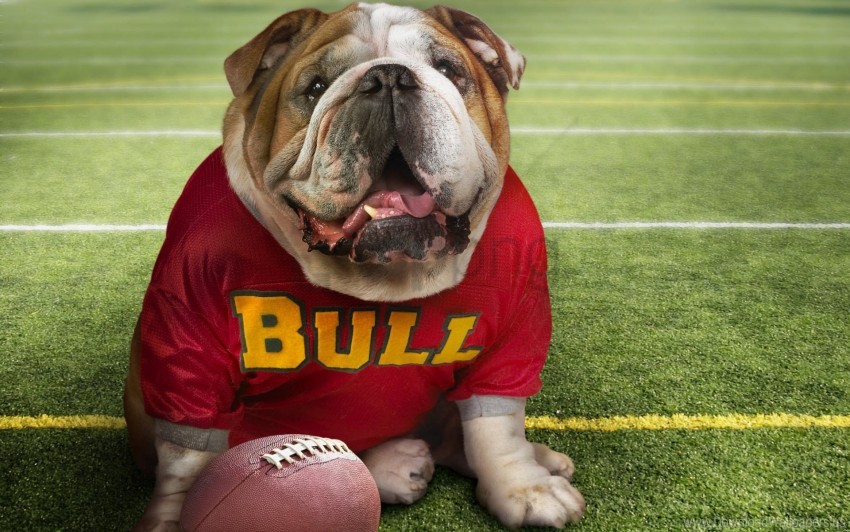 bulldog, sports dog, football, playful pet, grassy field, athletic animal, dog in jersey