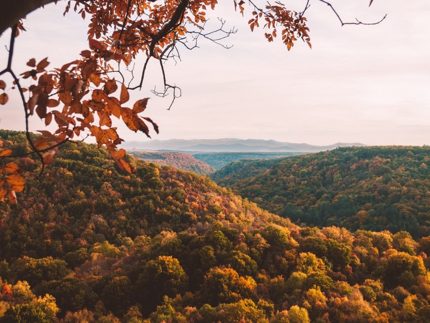 Forest Aerial View Autumn Trees Branches Background