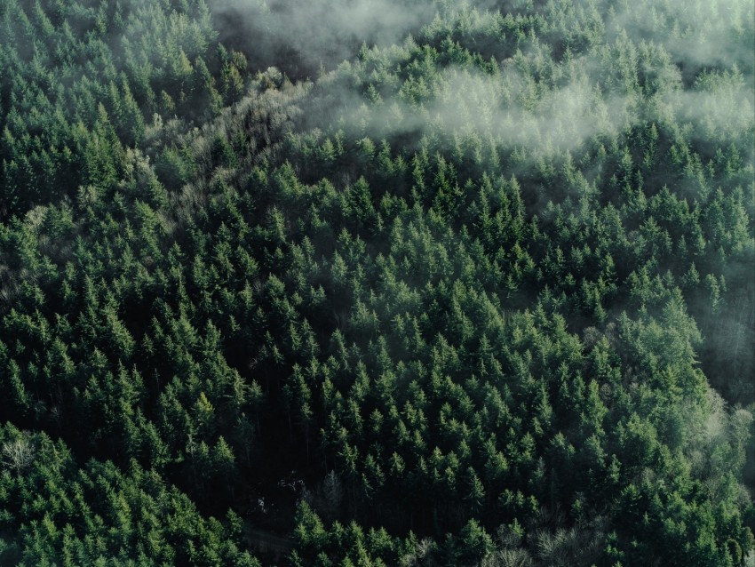 forest, aerial view, trees, tops, clouds