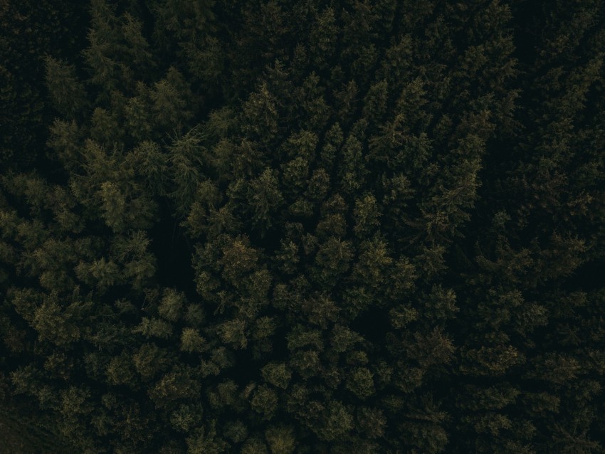 forest, aerial view, trees, tops, dark