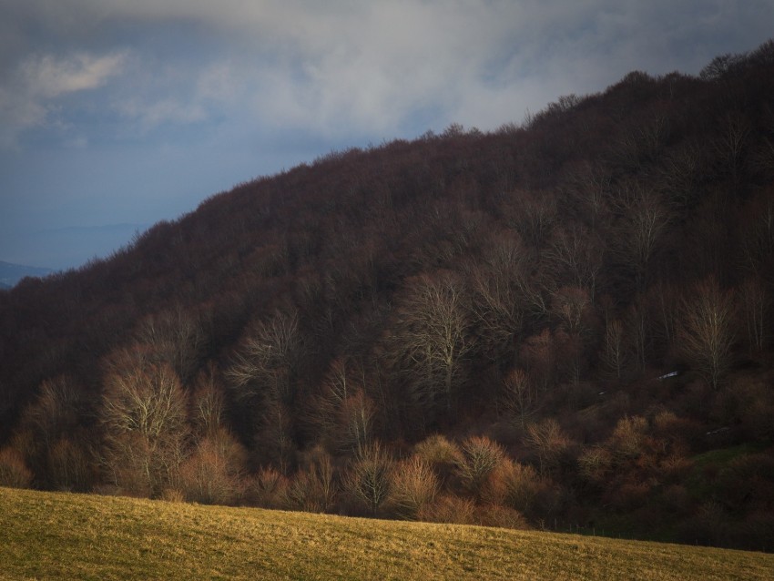 forest, autumn, hill, slope