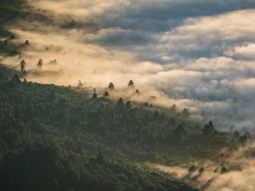 Forest Clouds Aerial View Fog Height Background