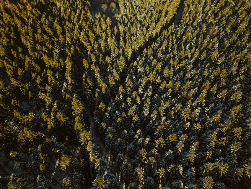 forest, coniferous, dense, trails, tops, aerial view