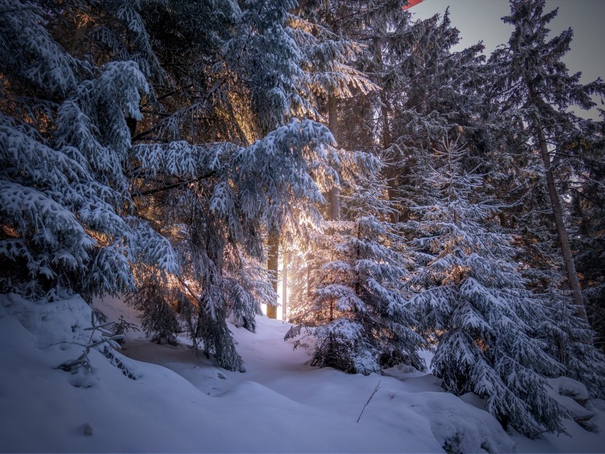 forest, coniferous, winter, trees, snow