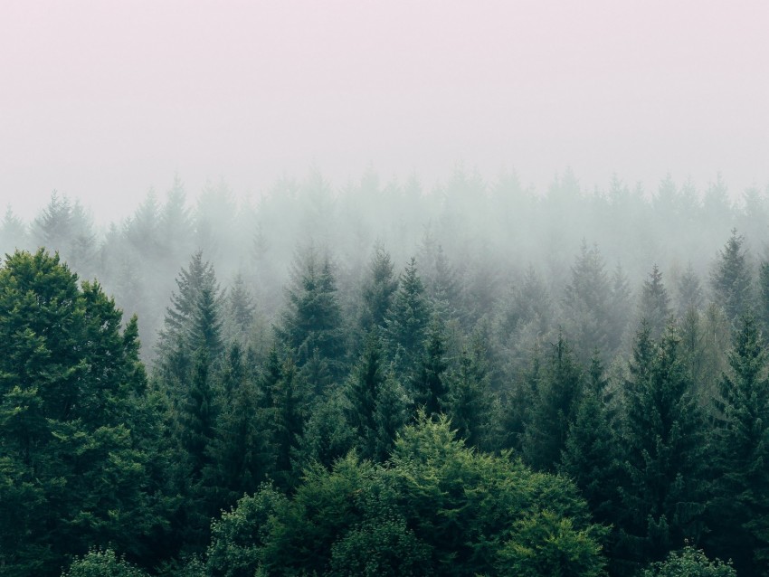 Forest Fog Aerial View Trees Sky Background