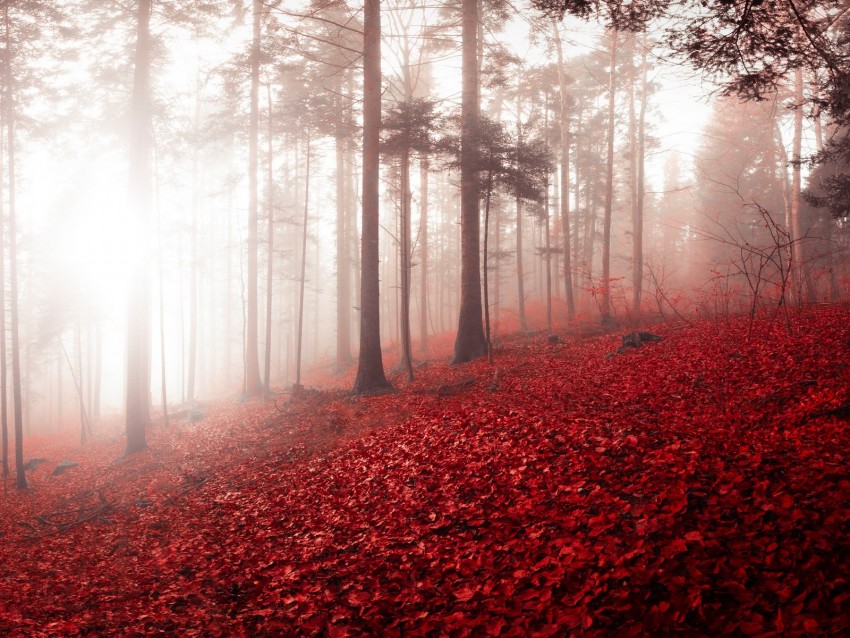 Forest Fog Autumn Foliage Trees Switzerland Background