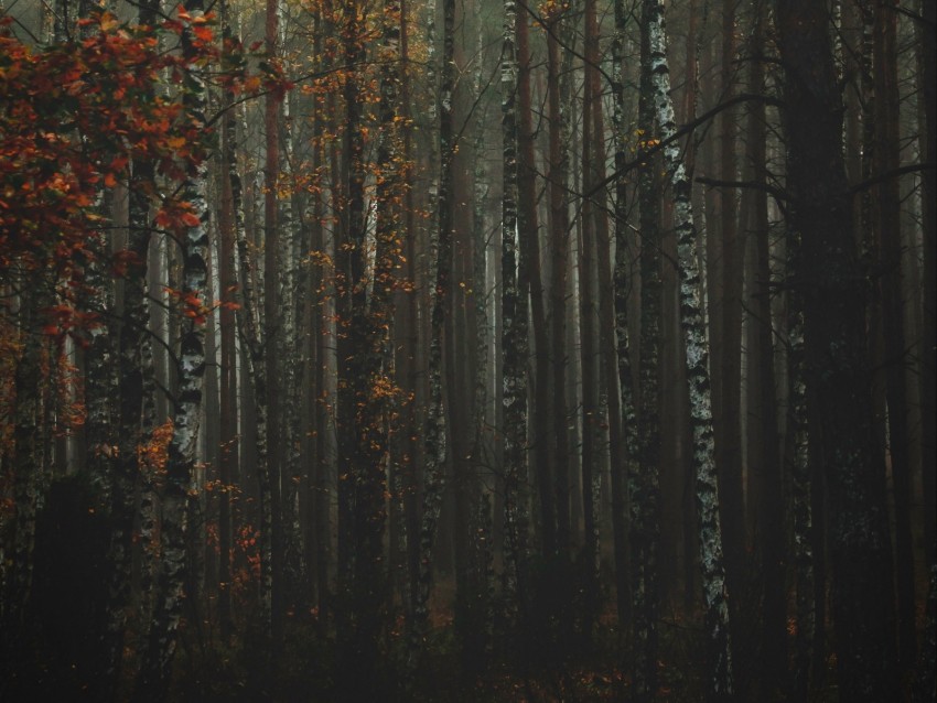 Forest Fog Autumn Trees Trunks Bark Background